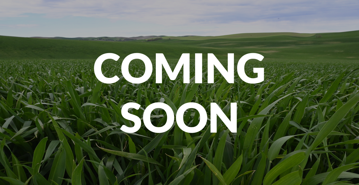 Photo of a field of corn with the text 'Coming Soon' overlayed. Photo credit: Leslie Michel, WSDA.